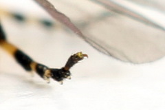 Athalia cordata