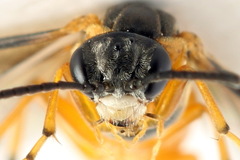 Athalia cordata