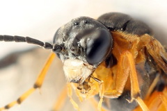 Athalia cordata