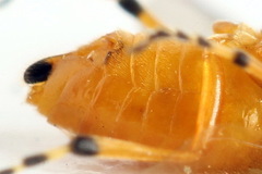 Athalia cordata