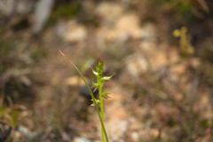 Prasophyllum gracile