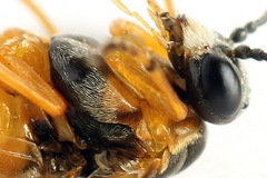 Athalia cordata