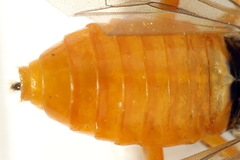 Athalia cordata