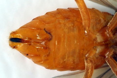 Athalia cordata