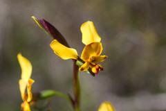 Diuris hazeliae