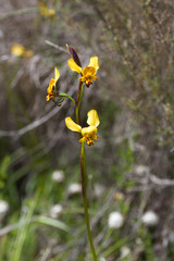 Diuris hazeliae