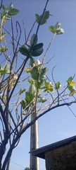 Calotropis procera image