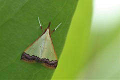 Autocharis