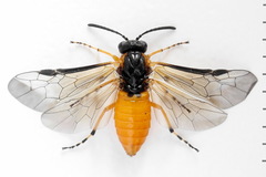 Athalia cordata