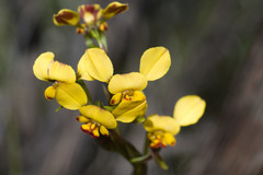 Diuris hazeliae