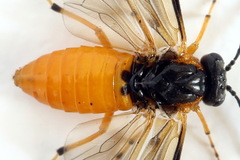 Athalia cordata