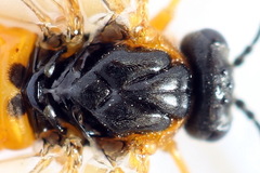 Athalia cordata
