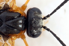 Athalia cordata