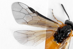 Athalia cordata