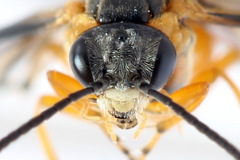 Athalia cordata