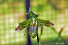 Orchidaceae