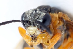 Athalia cordata