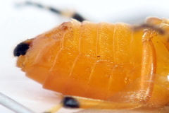 Athalia cordata