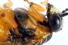 Athalia cordata