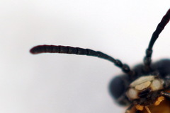 Athalia cordata
