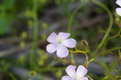 Drosera eremaea