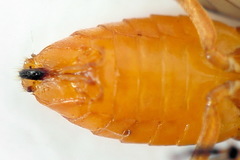 Athalia cordata