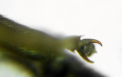 Athalia cordata