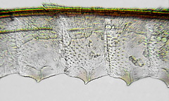 Athalia cordata