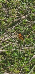 Phyciodes tharos
