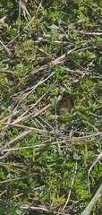 Phyciodes tharos