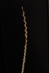 Tripogon jacquemontii