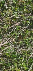 Phyciodes tharos