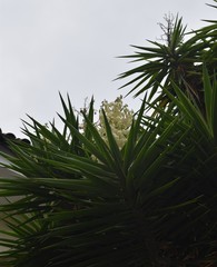 Yucca gigantea