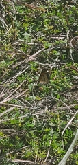 Phyciodes tharos