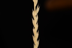 Tripogon jacquemontii