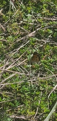 Phyciodes tharos