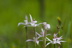 Caladenia hirta rosea
