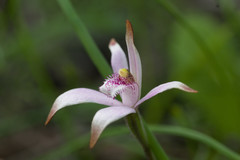 Caladenia hirta rosea