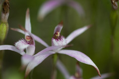 Caladenia hirta rosea