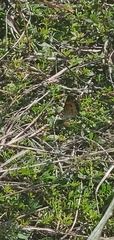 Phyciodes tharos