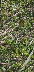Phyciodes tharos
