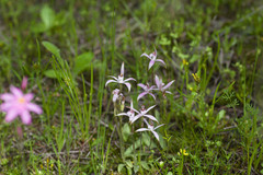 Caladenia hirta rosea