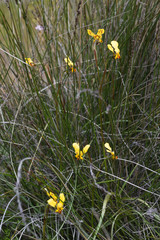 Diuris hazeliae