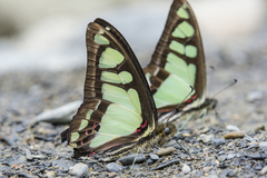 Graphium cloanthus