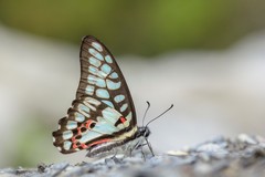 Graphium doson postianus