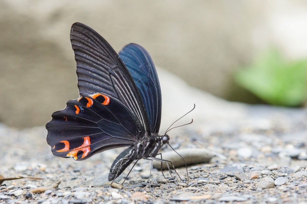 蓝凤蝶(武汉蝴蝶名录V2.0 (Wuhan Butterfly Checklist V2.0