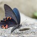 Papilio protenor - Photo (c) peterchen36, μερικά δικαιώματα διατηρούνται (CC BY-NC), uploaded by peterchen36