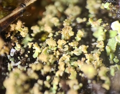 Cladonia parasitica
