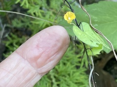 Ipomoea minutiflora