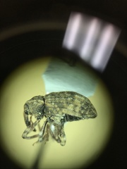 Conotrachelus seniculus